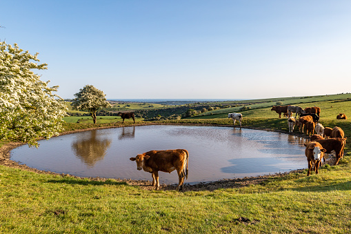 A dew pond on Ditchling Beacon in the South Downs, with cows drinking and grazing on a summers evening