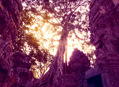 Mysterious  old ceiba tree on colorful sky background. Looking up. Angkor Wat, Angkor, Siem Reap, Cambodia