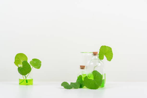 istock White Background Centella asiatica (gotu) for Biological experiment presentation Centella asiatica leaves and green water in biological test tubes. 1511276138