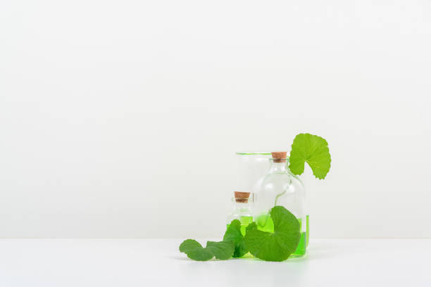 istock White Background Centella asiatica (gotu) for Biological experiment presentation Centella asiatica leaves and green water in biological test tubes. 1511276148