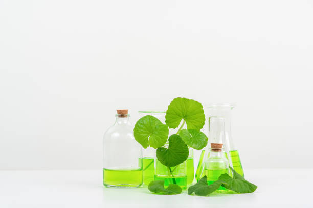 istock White Background Centella asiatica (gotu) for Biological experiment presentation Centella asiatica leaves and green water in biological test tubes. 1511276668