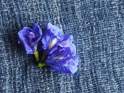 butterfly pea and blue flower on blue background isolate