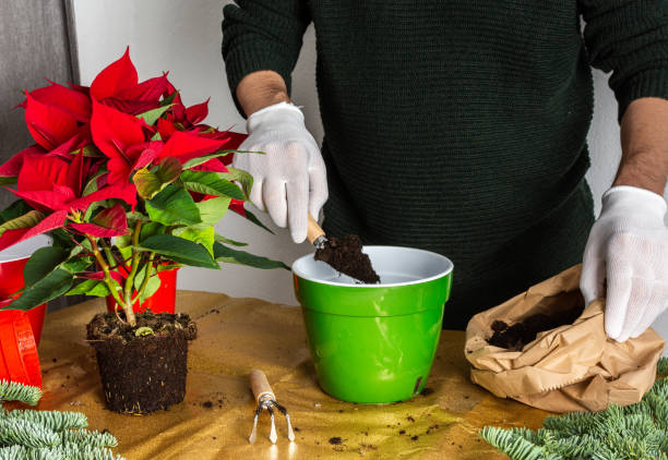 hombre trasplantando flores de navidad de poinsettia - poinsettia flower potted plant plant fotografías e imágenes de stock