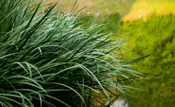 istock Summer evening in a public park un Verviers - Belgium 1511294256