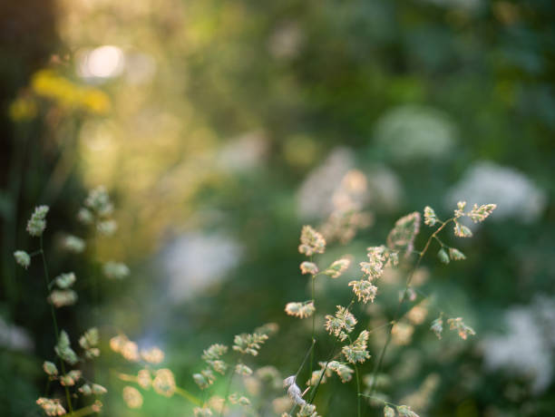 istock Summer evening in a public park un Verviers - Belgium 1511298496