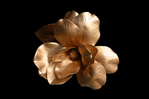 golden rose on black background.clipping path
