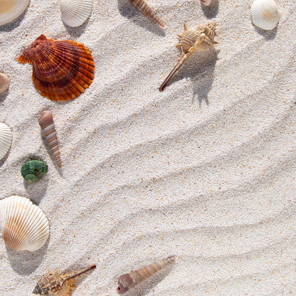 Stock photo showing close-up, elevated view of seashells with a starfish on sandy beach background.
