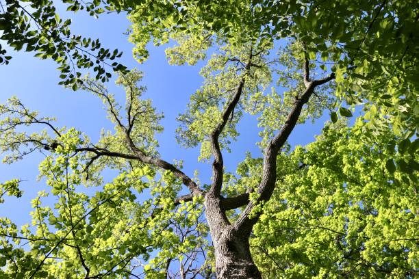 Green Leaves in the Trees