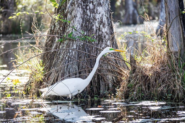 istock An Eastern Great Egret standing in a South Carolina swamp 1511330241