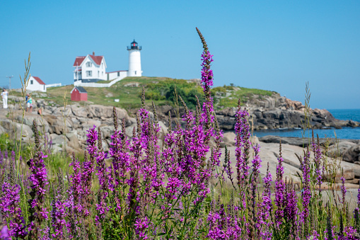 Nubble Lighthouse, Cape Neddick Point, York Maine, USA. Focus on Purple flowers in front of lighthouse.