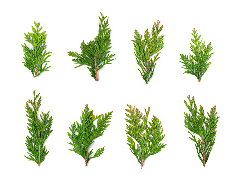 Cypress Twigs Isolated, Cupressus Leaf, Arborvitae Twig, Thuya Sprig, Thuja Leaves on White Background, Cypress Set for Christmas Design