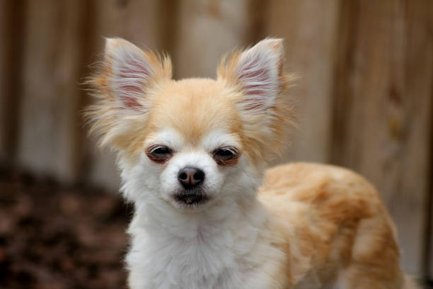 istock Rainy the chihuahua 1511330807