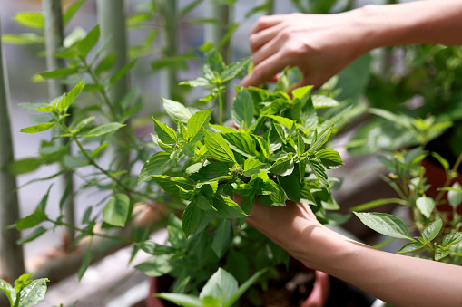 Close-up of an Asian woman cutting basil leaves on her apartment balcony. She is making use of the limited space available at her apartment for gardening.