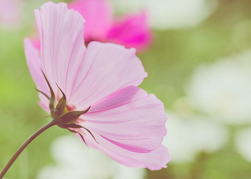 The delicate head of Cosmos flower