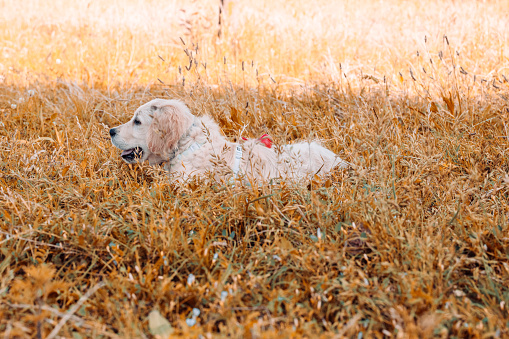 Adorable golden retriever puppy lying in the meadow outside with its tongue out in the park in the middle of nature