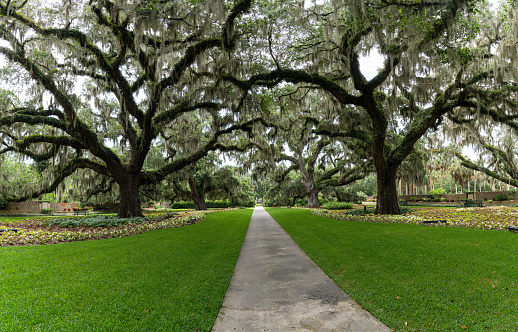 A panorama landscape view of live oak trees with Spanish moss on the branches in lush green summer colours