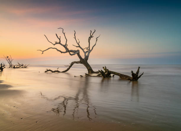 istock meditative seascape with dead tree and driftwood at sunrise 1511356141