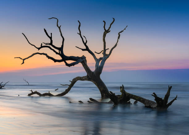 istock meditative seascape with dead tree and driftwood at sunrise 1511357204