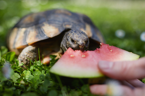 Pet owner giving his turtle ripe watermelon to eat in grass on back yard. Domestic life with exotic pets during sunny summer day.