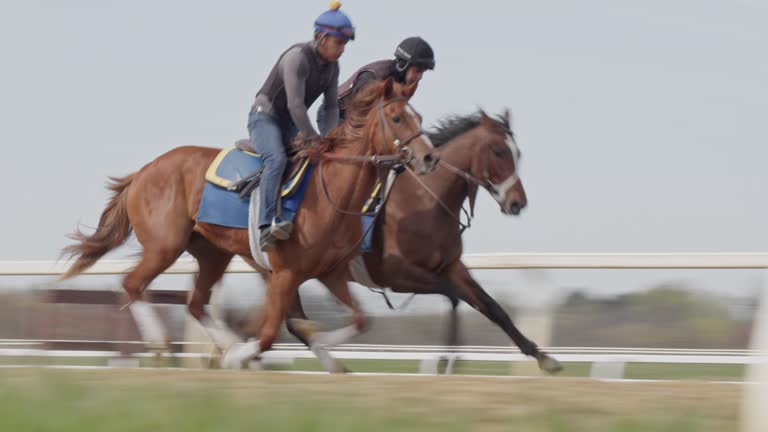 Professional Horse Jockeys Breezing Thoroughbred Race Horses Together in a Training Session