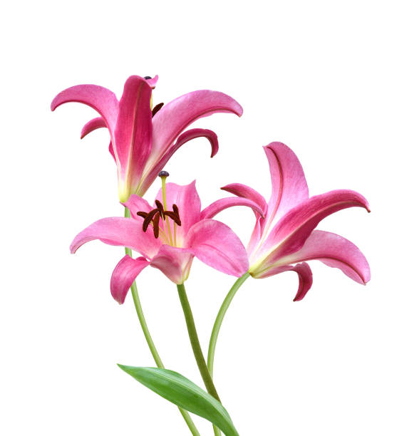 istock Pink Lily flower isolated on a white background 1511380655