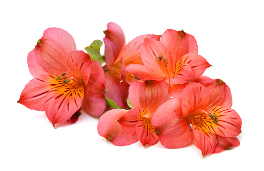 Bouquet of alstroemeria flowers isolated in vase on white background