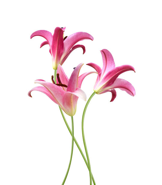 istock Pink Lily flower isolated on a white background 1511385778