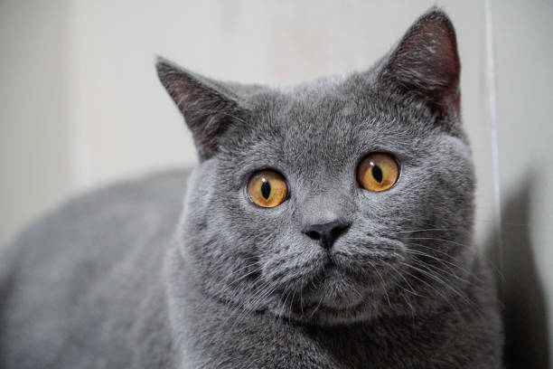 istock British Shorthair cat 1511386345