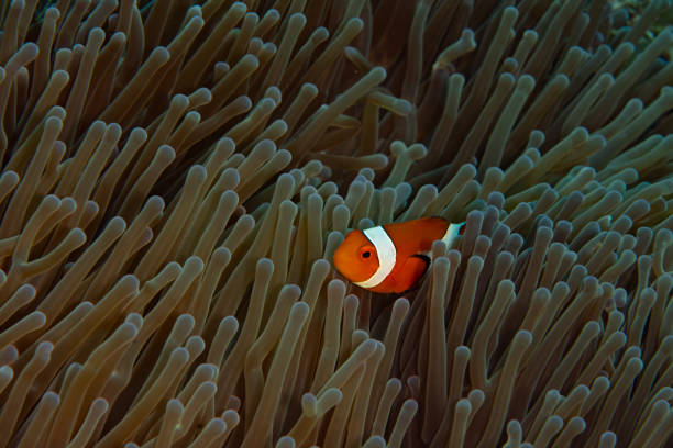 istock False Clownfish in Anemone 1511396625
