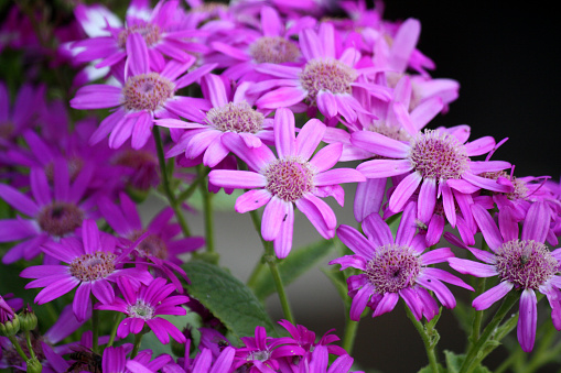 Florist's cineraria (Pericallis × hybrid), also known as cineraria or common ragwort, is a flowering plant in the family Asteraceae or sunflower family. This hybrid was originally known as Cineraria × hybrid. It has radiate style heads. Flowers contain ray florets and can be found in various colours.
