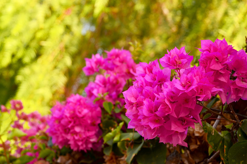 Bougainvillea pink flowers.Blooming Bougainville foral background for design with copy space.Selective focus.
