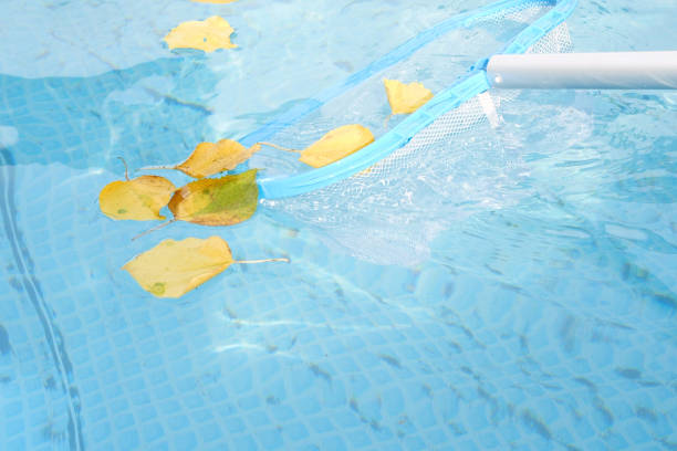 istock Cleaning a swimming pool with a mesh skimmer. The long net cleans colored leaves off surface of the water 1511421087