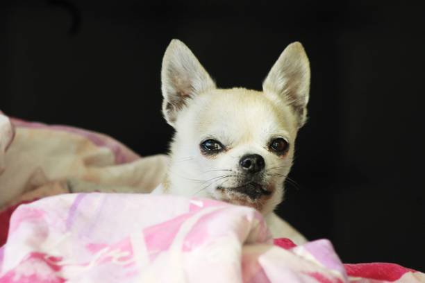 istock Sunny the chihuahua 1511424888