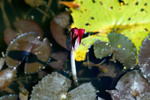 Red lotus in the pond with green leafs in the background