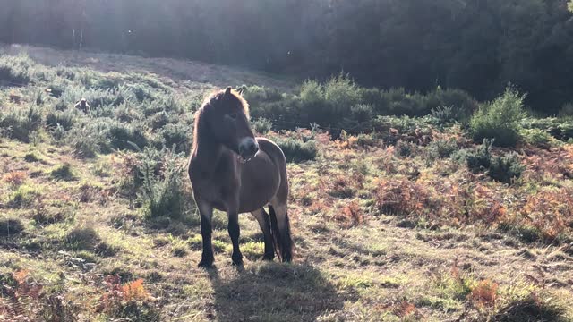 Exmoor pony standing