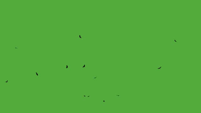 A flock of birds fly around in the sky. Greenscreen for compositing and animation