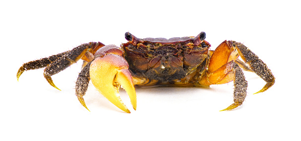 purple marsh crab - Sesarma reticulatum - is a crab species native to the salt and brackish water marshes of the eastern United States isolated on white background