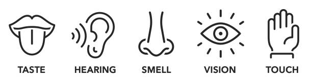 Human senses icon set. Five types of human sense - taste, hearing, smell, vision, touch. Nose, eye, hand, ear, mouth with tongue line style collection - stock vector. Human senses icon set. Five types of human sense - taste, hearing, smell, vision, touch. Nose, eye, hand, ear, mouth with tongue line style collection - stock vector. visual sense stock illustrations