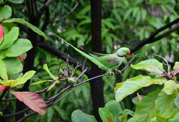 istock BIRDS - mixed. In foliage, bush, herbage etc 1511460766