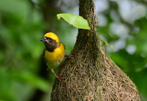 istock BIRDS - mixed. In foliage, bush, herbage etc 1511462907