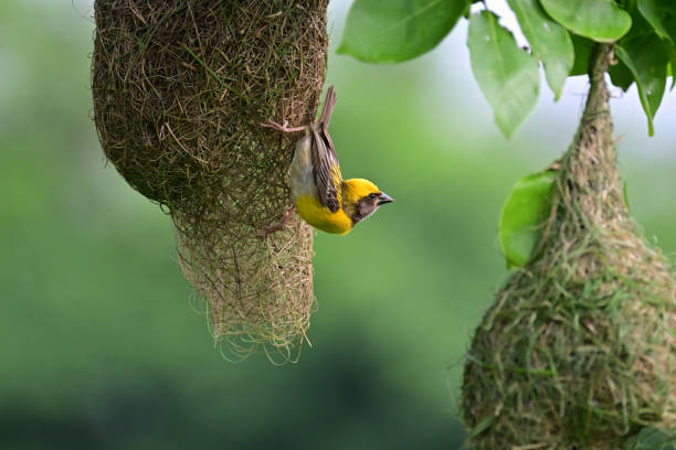istock BIRDS - mixed. In foliage, bush, herbage etc 1511463011