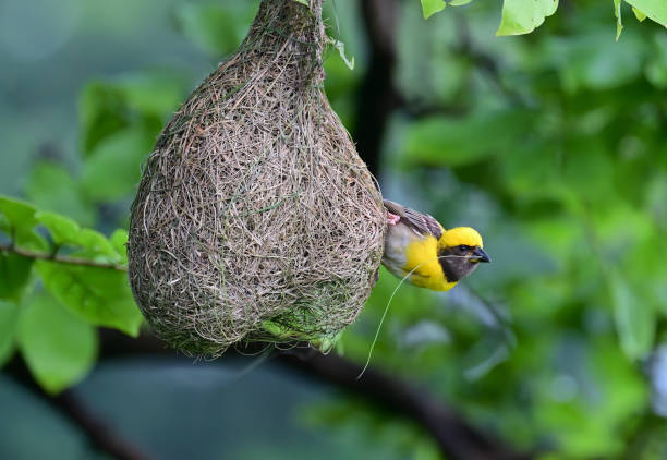 istock BIRDS - mixed. In foliage, bush, herbage etc 1511463029