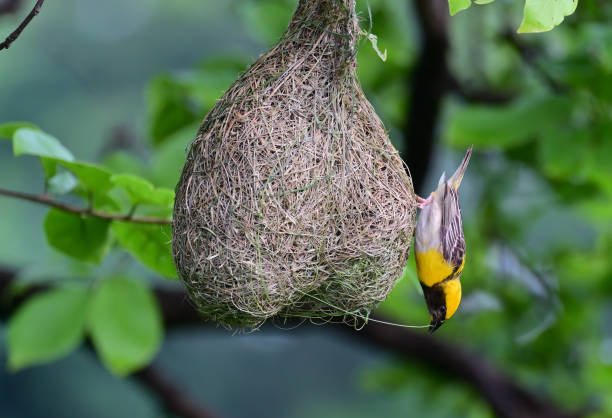 istock BIRDS - mixed. In foliage, bush, herbage etc 1511463567
