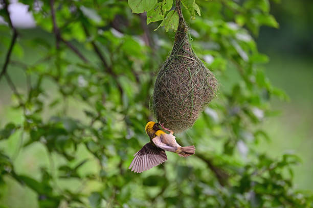 istock BIRDS - mixed. In foliage, bush, herbage etc 1511463597