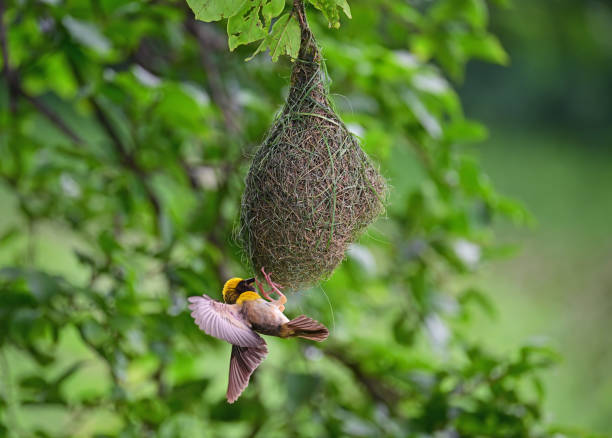 istock BIRDS - mixed. In foliage, bush, herbage etc 1511464107