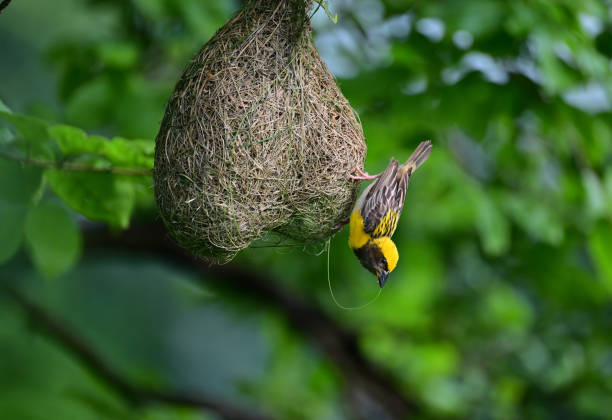 istock Birds - In bush, foliage, herbage and canopy - 2 1511476781