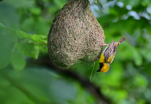 istock Birds - In bush, foliage, herbage and canopy - 2 1511476783