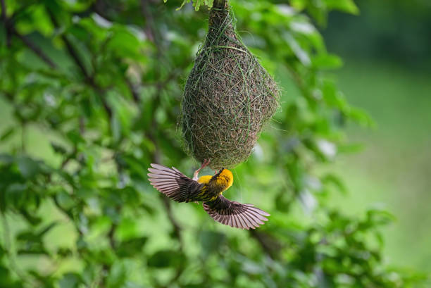Birds - In bush, foliage, herbage and canopy - 2