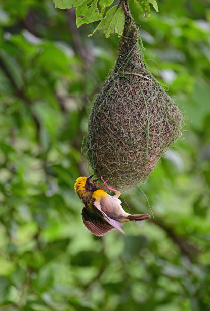 istock Birds - In bush, foliage, herbage and canopy - 2 1511477315