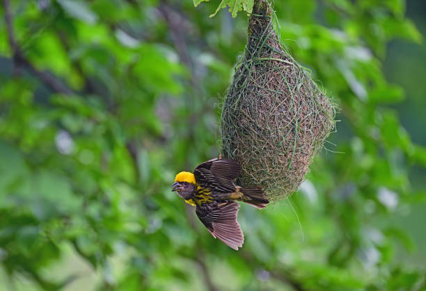 istock Birds - In bush, foliage, herbage and canopy - 2 1511477856